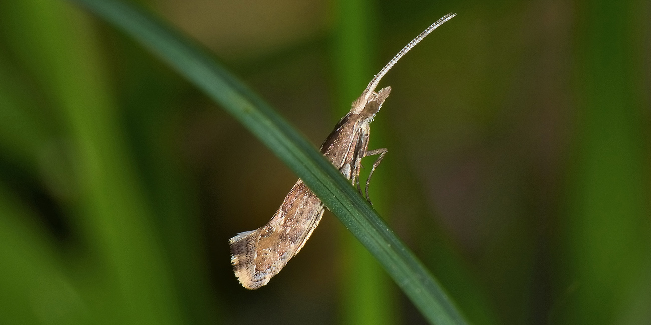 Plutellidae: Plutella xylostella? S